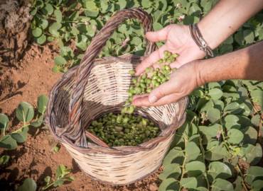 Pantelleria Capers