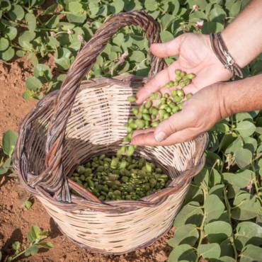 Pantelleria Capers